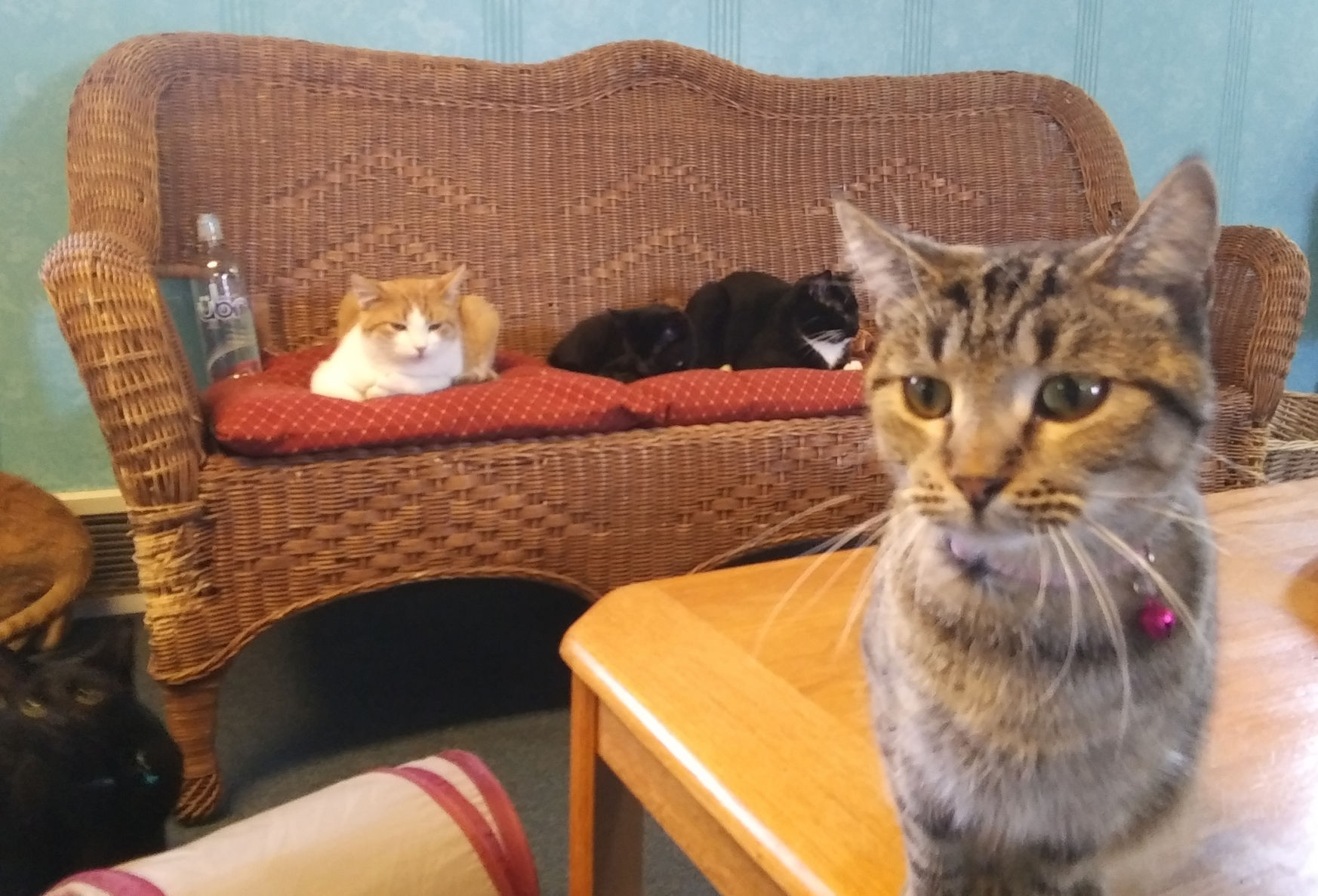 CatsLounging.jpg